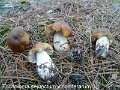 Tricholoma sejunctum var.coniferarum-amf108